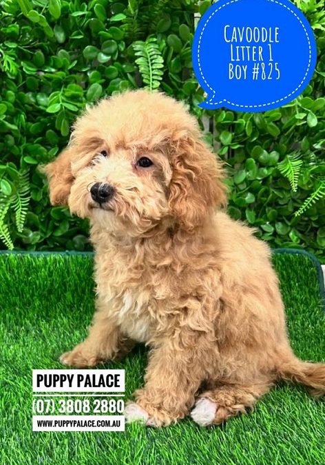 Cavoodle/Cavapoo – (Gold Toy/Mini Poodle X Ruby Cavalier) Boy. I have also had my 2nd Vaccination & vet check, Value over $170. Litter 1. I am in store now at Puppy Palace Pet Shop, Loganholme.