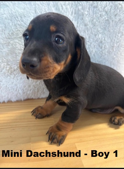 Miniature Dachshund – Boy. I am arriving Into store & available to go home 28th March.