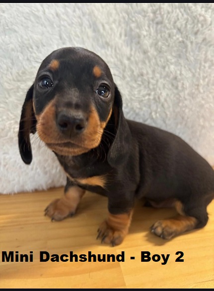 Miniature Dachshund – Boy. I am arriving Into store & available to go home 28th March.