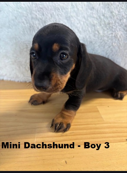 Miniature Dachshund – Boy. I am arriving Into store & available to go home 28th March.