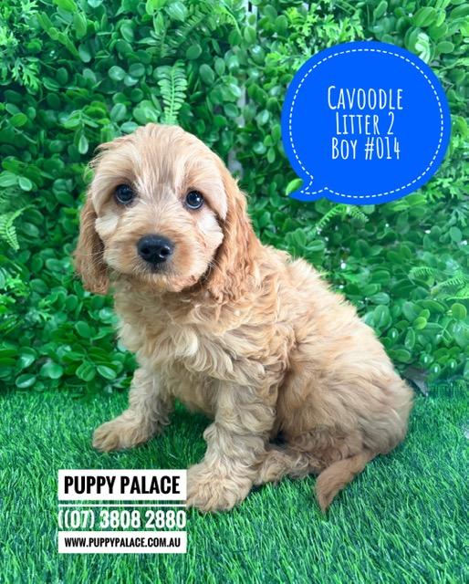 $2995 – Cavoodle (Toy/Mini Poodle X Cavalier) – Boy (Litter 2) – I am in store now at Puppy Palace Pet Shop, Loganholme.