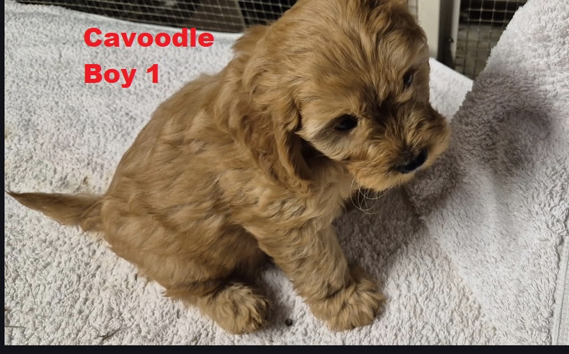 Cavoodle/Cavapoo – Boy. I am arriving into store on 23 April. At Puppy Palace Pet Shop, Loganholme.