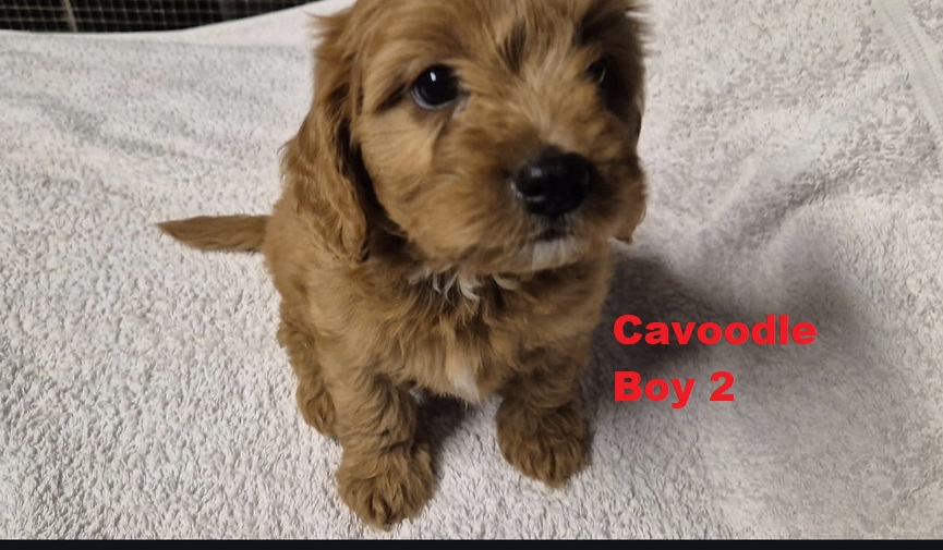 Cavoodle/Cavapoo – Boy.  I am arriving into store on 23 April. At Puppy Palace Pet Shop, Loganholme.