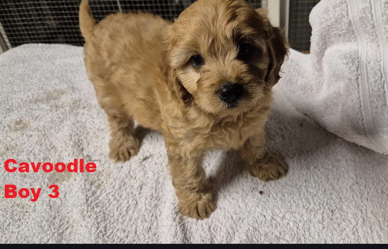 Cavoodle/Cavapoo – Boy. I am arriving into store on 23 April. At Puppy Palace Pet Shop, Loganholme.