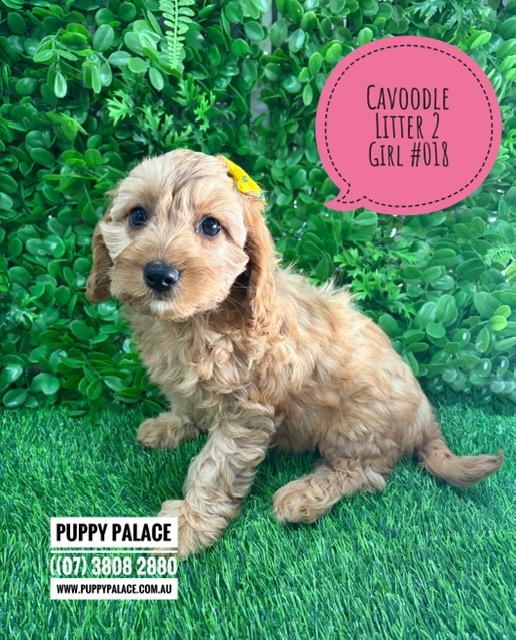 $2995 – Cavoodle (Toy/Mini Poodle X Cavalier) – Girl (Litter 2) – I am in store now at Puppy Palace Pet Shop, Loganholme.