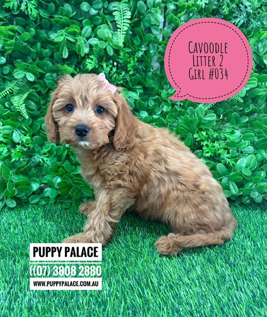 $2995 – Cavoodle (Toy/Mini Poodle X Cavalier) – Girl (Litter 2) – I am in store now at Puppy Palace Pet Shop, Loganholme.