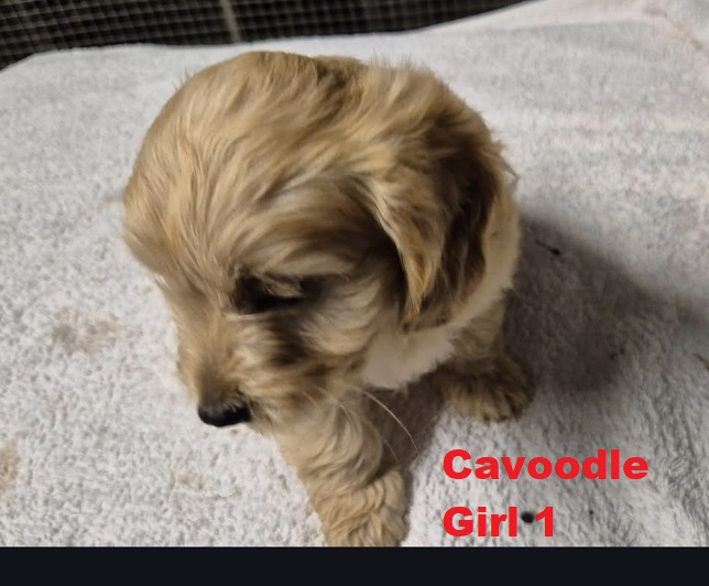 Cavoodle/Cavapoo – Girl.  I am arriving into store on 23 April. At Puppy Palace Pet Shop, Loganholme.