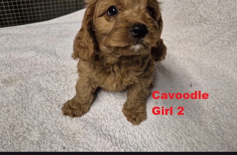 Cavoodle/Cavapoo – Girl.  I am arriving into store on 23 April. At Puppy Palace Pet Shop, Loganholme.