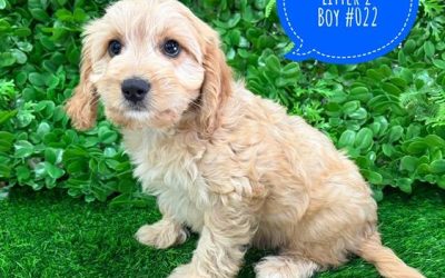 $2995 – Cavoodle (Toy/Mini Poodle X Cavalier) – Boy (Litter 2) – I am in store now at Puppy Palace Pet Shop, Loganholme.