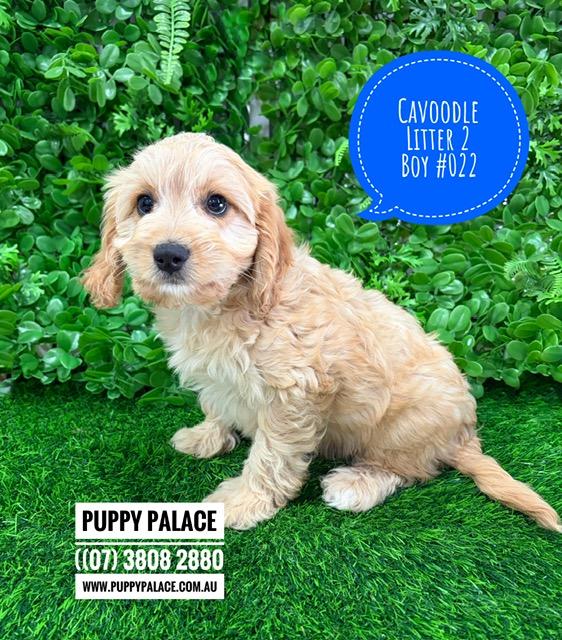 $2995 – Cavoodle (Toy/Mini Poodle X Cavalier) – Boy (Litter 2) – I am in store now at Puppy Palace Pet Shop, Loganholme.