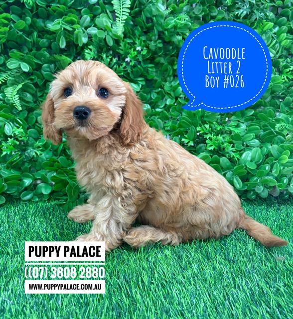 $2995 – Cavoodle (Toy/Mini Poodle X Cavalier) – Boy (Litter 2) – I am in store now at Puppy Palace Pet Shop, Loganholme.
