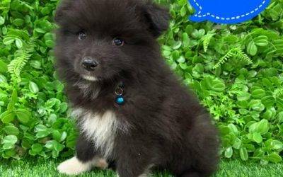 $1995 – Keeshond X Border Collie – Boy. I am now in store at Puppy Palace Pet Shop, 64 Burchill St, Loganholme, Brisbane.