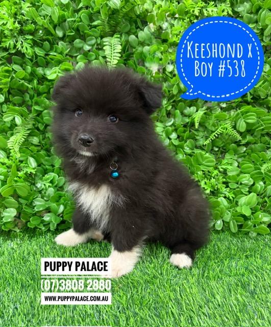 $1995 – Keeshond X Border Collie – Boy. I am now in store at Puppy Palace Pet Shop, 64 Burchill St, Loganholme, Brisbane.