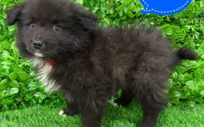 $1995 – Keeshond X Border Collie – Boy. I am now in store at Puppy Palace Pet Shop, 64 Burchill St, Loganholme, Brisbane.