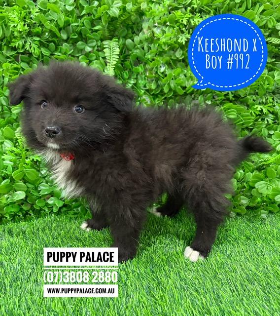 $1995 – Keeshond X Border Collie – Boy. I am now in store at Puppy Palace Pet Shop, 64 Burchill St, Loganholme, Brisbane.
