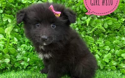 $1995 – Keeshond X Border Collie – Girl. I am now in store at Puppy Palace Pet Shop, 64 Burchill St, Loganholme, Brisbane.
