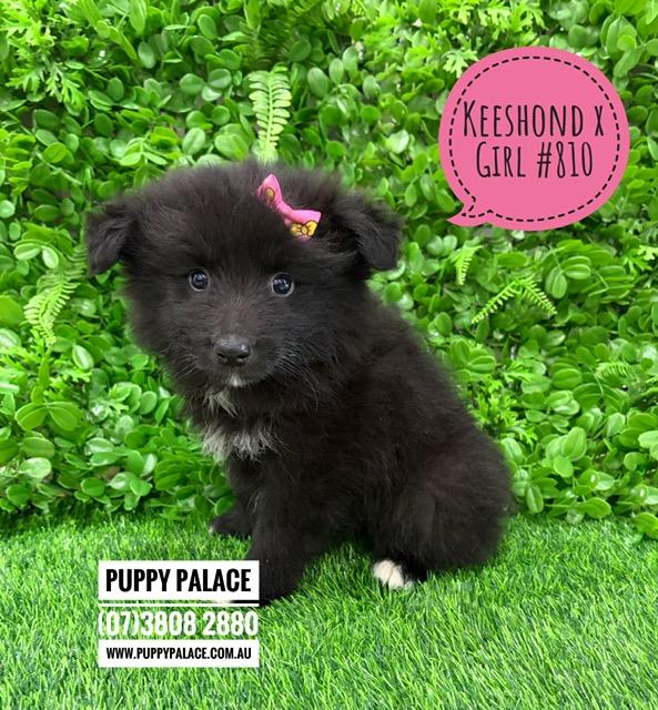 $1995 – Keeshond X Border Collie – Girl. I am now in store at Puppy Palace Pet Shop, 64 Burchill St, Loganholme, Brisbane.