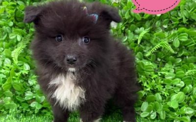 $1995 – Keeshond X Border Collie – Girl. I am now in store at Puppy Palace Pet Shop, 64 Burchill St, Loganholme, Brisbane.