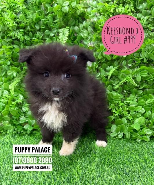 $1995 – Keeshond X Border Collie – Girl. I am now in store at Puppy Palace Pet Shop, 64 Burchill St, Loganholme, Brisbane.