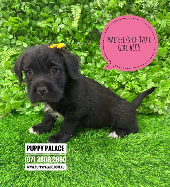 $1495 – Maltese/Shih Tzu X – Girl. I am now in store at Puppy Palace Pet Shop, 64 Burchill St, Loganholme, Brisbane.