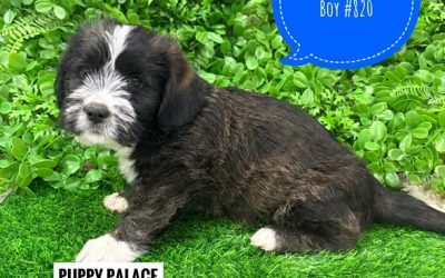 $1295 – Maltese/Shih Tzu X (Sharpei X)- Boy. I am now in store at Puppy Palace Pet Shop, 64 Burchill St, Loganholme, Brisbane.