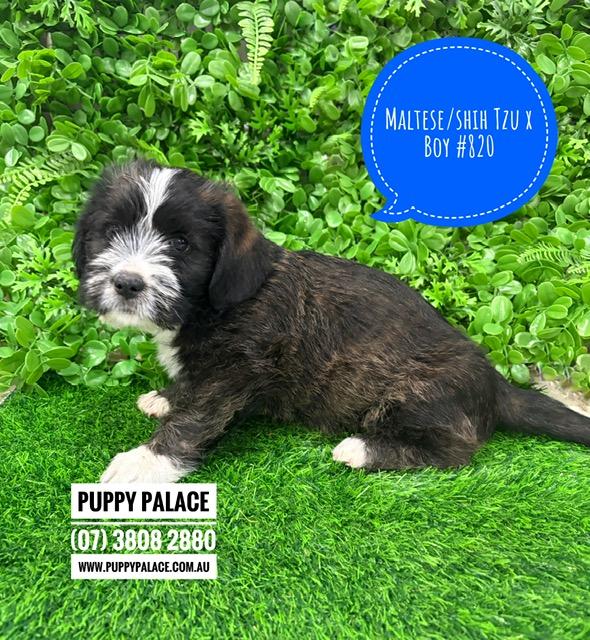 $1495 – Maltese/Shih Tzu X – Boy. I am now in store at Puppy Palace Pet Shop, 64 Burchill St, Loganholme, Brisbane.
