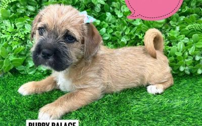 $1295 – Maltese/Shih Tzu X (sharpei x) – Girl. I am now in store at Puppy Palace Pet Shop, 64 Burchill St, Loganholme, Brisbane.