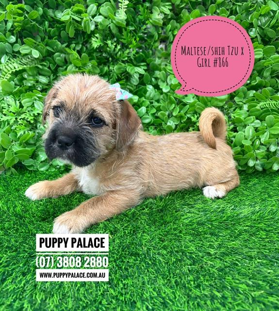 $1495 – Maltese/Shih Tzu X – Girl. I am now in store at Puppy Palace Pet Shop, 64 Burchill St, Loganholme, Brisbane.