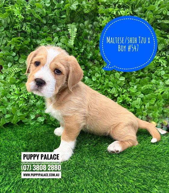 $1495 – Maltese/Shih Tzu X – Boy. I am now in store at Puppy Palace Pet Shop, 64 Burchill St, Loganholme, Brisbane.