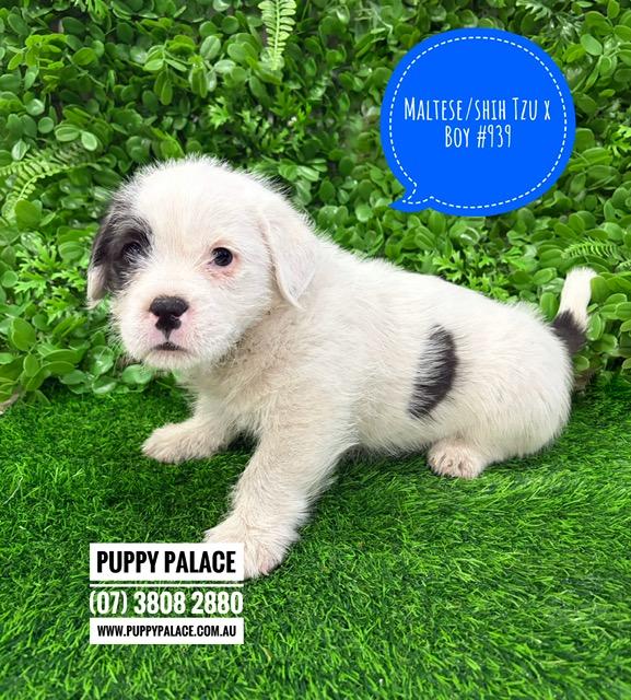 $1495 – Maltese/Shih Tzu X – Boy. I am now in store at Puppy Palace Pet Shop, 64 Burchill St, Loganholme, Brisbane.