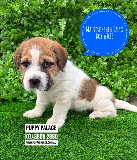 $1495 – Maltese/Shih Tzu X – Boy. I am now in store at Puppy Palace Pet Shop, 64 Burchill St, Loganholme, Brisbane.