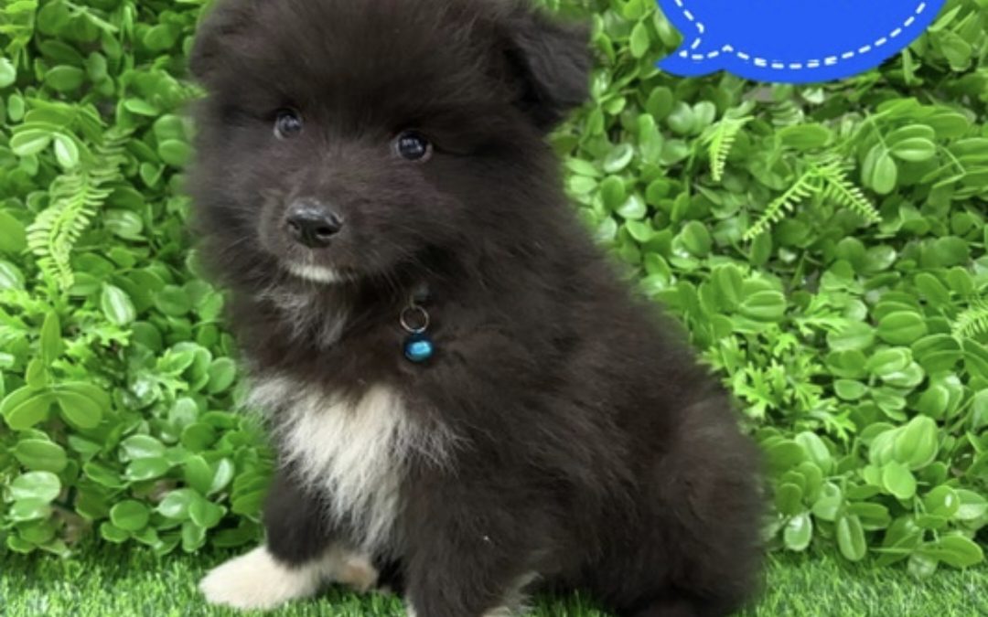 $1995 – Keeshond X Border Collie – Boy. I am now in store at Puppy Palace Pet Shop, 64 Burchill St, Loganholme, Brisbane.