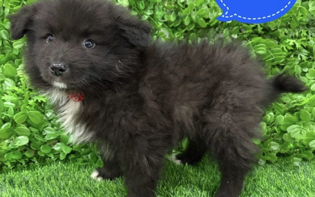 $1995 – Keeshond X Border Collie – Boy. I am now in store at Puppy Palace Pet Shop, 64 Burchill St, Loganholme, Brisbane.