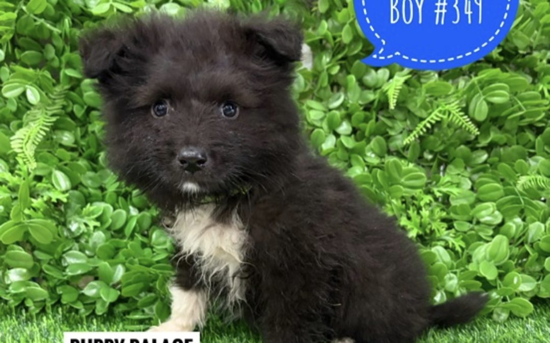 Keeshond X Border Collie – Boy. I am instore at Puppy Palace Pet Shop, Loganholme.