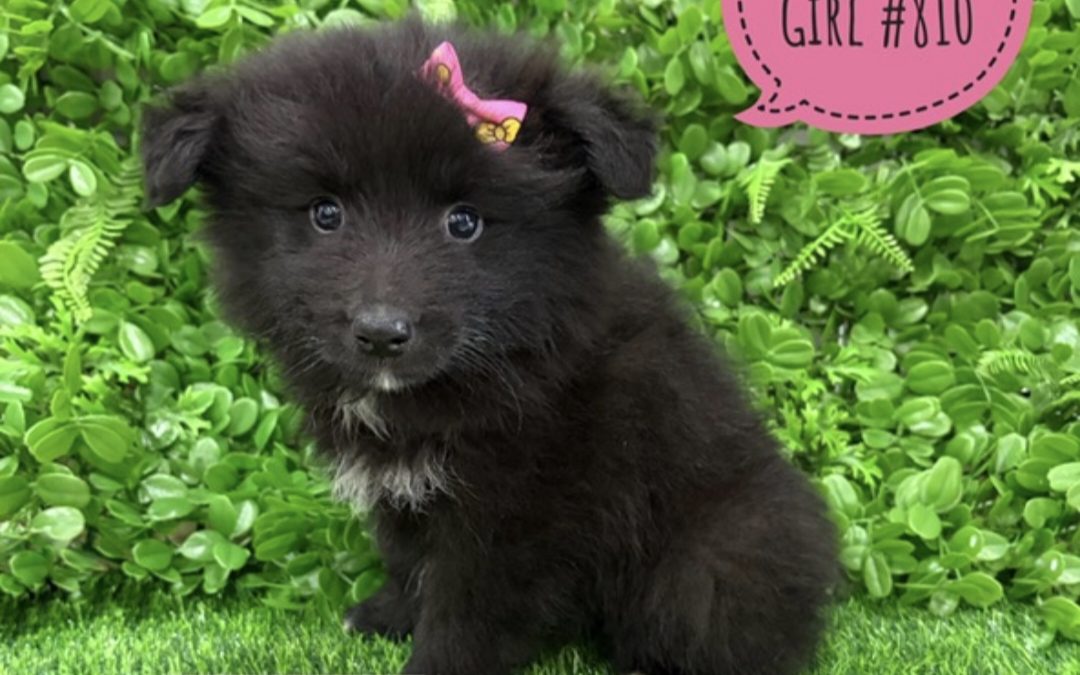 $1995 – Keeshond X Border Collie – Girl. I am now in store at Puppy Palace Pet Shop, 64 Burchill St, Loganholme, Brisbane.