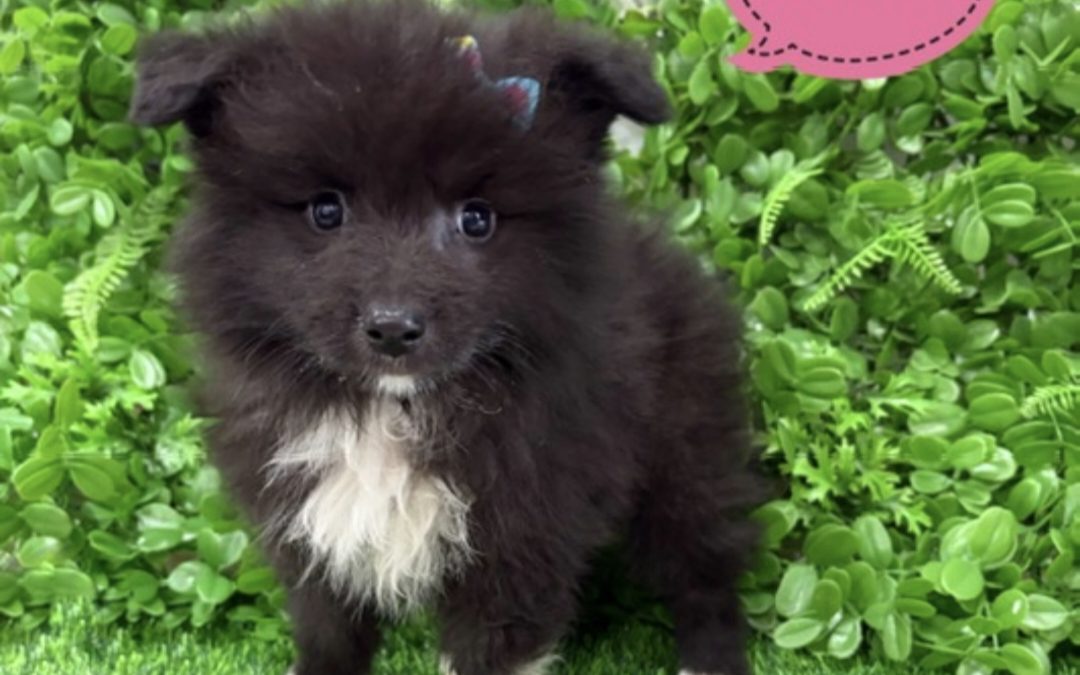 $1995 – Keeshond X Border Collie – Girl. I am now in store at Puppy Palace Pet Shop, 64 Burchill St, Loganholme, Brisbane.