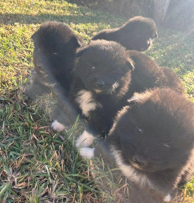 Keeshond X Border Collie – Boys & Girls. We are arriving into store on 30 April. At Puppy Palace Pet Shop, Loganholme.