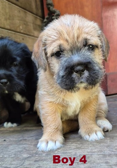 Maltese/Shih Tzu X – Boy. I am arriving into store and available to go home on the 16th April. I will be in store at  64 Burchill St, Loganholme, Brisbane