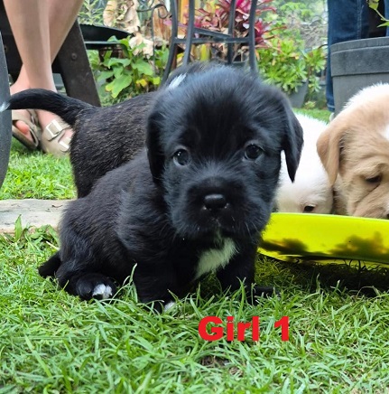 Maltese/Shih Tzu X – Girl. I am arriving into store and available to go home on the 16th April. I will be in store at  64 Burchill St, Loganholme, Brisbane