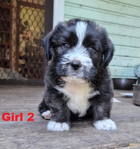 Maltese/Shih Tzu X – Girl. I am arriving into store and available to go home on the 16th April.  I will be in store at  64 Burchill St, Loganholme, Brisbane