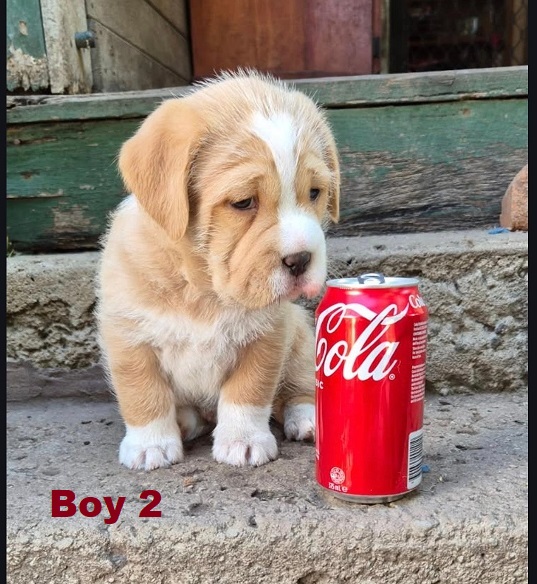 Maltese/Shih Tzu X – Boy. I am arriving into store and available to go home on the 16th April.  I will be in store at  64 Burchill St, Loganholme, Brisbane