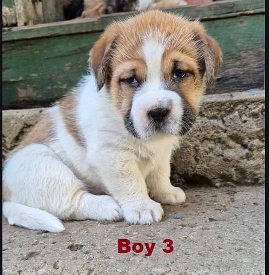 Maltese/Shih Tzu X – Boy. I am arriving into store and available to go home on the 16th April.  I will be in store at  64 Burchill St, Loganholme, Brisbane