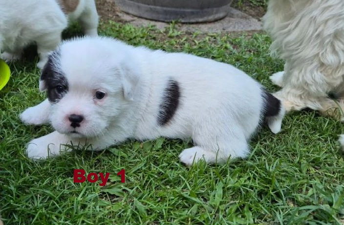 Maltese/Shih Tzu X – Boy. I am arriving into store and available to go home on the 16th April.  I will be in store at  64 Burchill St, Loganholme, Brisbane