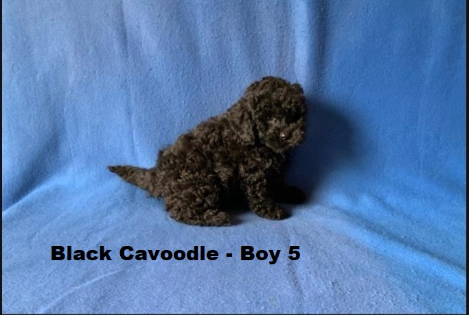 Toy Cavoodle / Cavapoo – Black Boy. I am arriving into store on 14 May at Puppy Palace Pet Shop, Loganholme