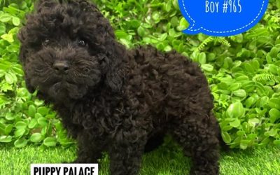 $2795 – Cavoodle/Cavapoo – Black Boy. (Litter 2). I am in store now at Puppy Palace Pet Shop, Loganholme