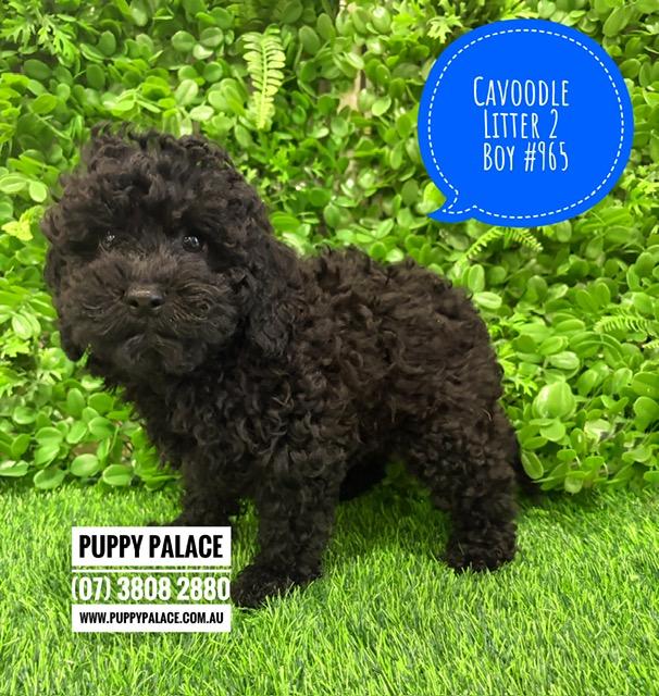 $2995 – Cavoodle/Cavapoo – Black Boy. Litter 2. I am in store now at Puppy Palace Pet Shop, Loganholme