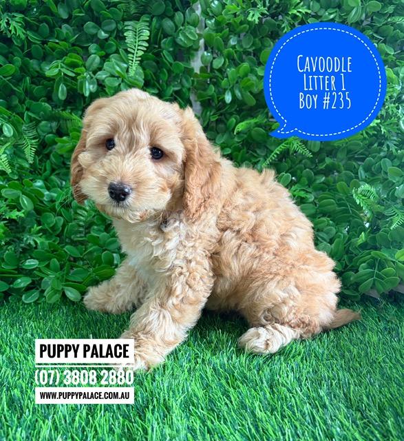 $2995 – Cavoodle/Cavapoo (Gold Poodle X Ruby Cavalier) – Boy. (Litter 1).  I am now in store at Puppy Palace Pet Shop, Loganholme. 07 3808 2880