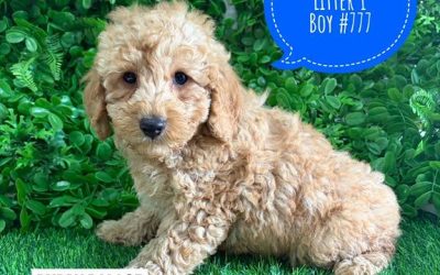 $2995 – Cavoodle/Cavapoo (Gold Poodle X Ruby Cavalier) – Boy. (Litter 1). I am now in store at Puppy Palace Pet Shop, Loganholme. 07 3808 2880