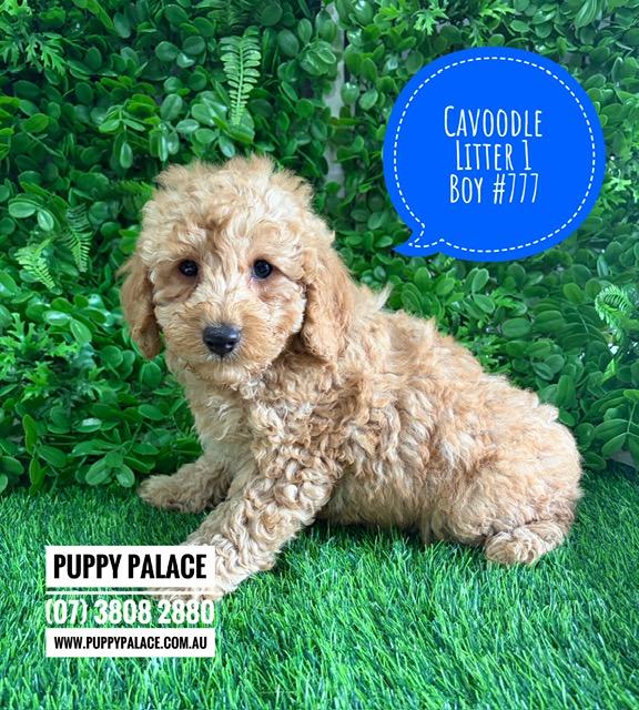 $2995 – Cavoodle/Cavapoo (Gold Poodle X Ruby Cavalier) – Boy.  (Litter 1). I am now in store at Puppy Palace Pet Shop, Loganholme. 07 3808 2880