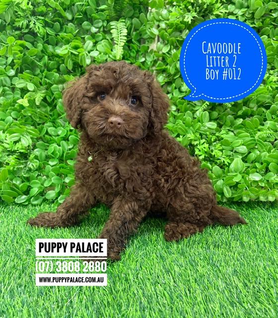 Cavoodle/Cavapoo – Chocolate Boy. Litter 2. I am in store now at Puppy Palace Pet Shop, Loganholme.